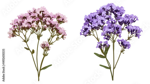 Perez's sea lavender, Limonium perezii flowering branches, seafoam statice, isolated png, floral arrangement, ornamental plant, coastal garden, natural bouquet, vector illustration.
