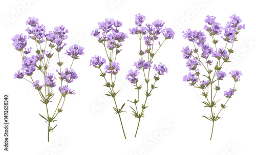 Set of Limonium perezii flowers, Perez's sea lavender, seafoam statice, isolated cutout, botanical plant, floral element, coastal flowers, garden bouquet, vector illustration.