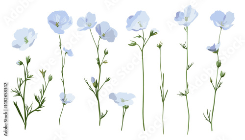 Linseed flax, Linum usitatissimum, flax stem, tree element, isolated png, fiber crop, natural textile, oilseed plant, botanical vector illustration, farm plant, eco agriculture.