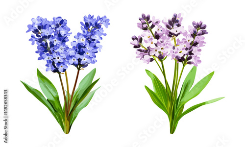 Limonium perezii, sea lavender, seafoam statice flowers, isolated cutout, garden plants, decorative floral, coastal wildflowers, summer bouquet, vector illustration, nature art.
