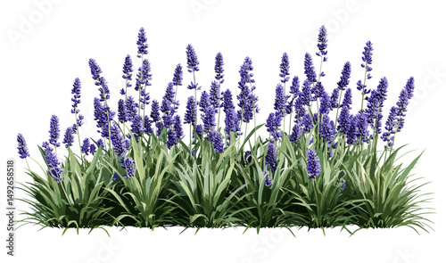 Liriope muscari set, big blue lilyturf, border grass, monkey grass, frontal isolated png, vector illustration, evergreen ornamental groundcover, landscape design asset.
