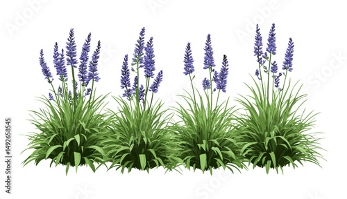 Monkey grass bundle, Liriope muscari, big blue lilyturf, lily turf border assortment, transparent background, vector illustration, garden groundcover asset, botanical clip art.