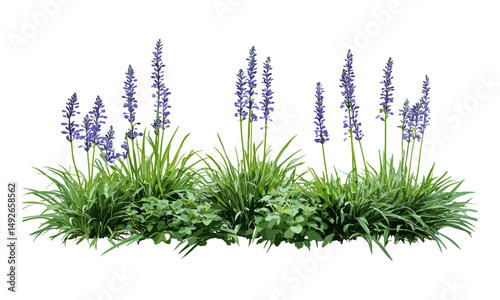 Border grass clump, Liriope muscari collection, monkey turf, big blue lilyturf, isolated cutout, vector illustration, ornamental edging plant, landscaping stock element.