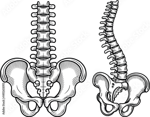 Human Spine and Pelvis Anatomy Illustration, Posterior and Lateral Views,