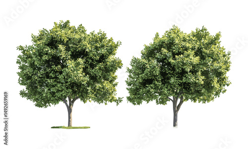 Osage orange Maclura pomifera trees pack, frontal view transparent background, lush green crown, vector illustration, gardening design element, urban landscaping archive.