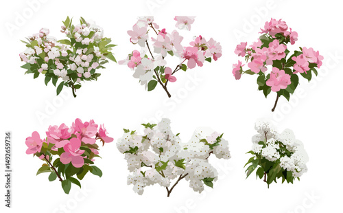 Crabapple tree Malus set, flowering white and pink, big bush, cutout, vector illustration, fruit trees, spring flowers, landscape plants, decorative garden tree.