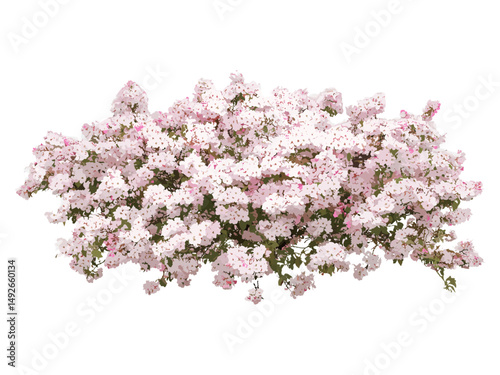 Flowering crab apple Malus, big bush with pink and white flowers, isolated png, vector illustration, flowering trees, garden landscape, deciduous shrubs, natural beauty.