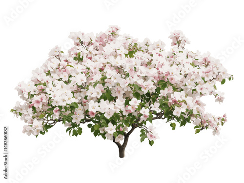 Set of Malus tree, crabapples flowering pink and white, big bush, flowering crab apple, isolated cutout, vector illustration, garden plants, spring bloom, ornamental shrub.