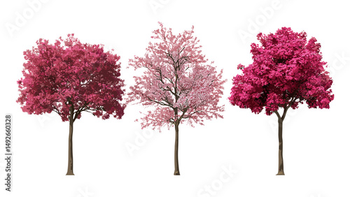 Hall crabapple Malus halliana tree, flowering plant cutout, spring blossom, orchard tree, decorative garden plant, botanical art, vector illustration, nature landscape flora.