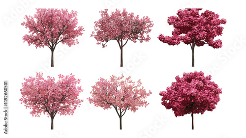 Kaido Crab Apple Malus micromalus flowering trees cutout, vector illustration, fruit blossom, seasonal orchard plants, garden landscaping, botanical tree, fresh greenery.