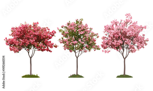 Set of blossoming Malus micromalus Kaido Crab Apple trees isolated png, vector illustration, spring garden plants, flowering fruit trees, ornamental tree, nature flora.