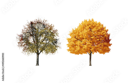 Maple Acer and Tilia trees collection, winter frontal street foliage, isolated png, bright daylight, vector illustration, city planning greenery, architectural rendering resource.