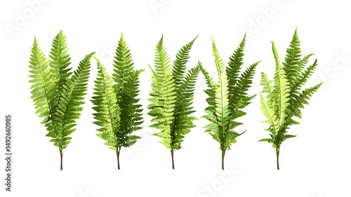 Matteuccia struthiopteris ostrich fern bundle, frontal view, transparent background, botanical vector illustration, frond foliage, plant clip art, perennial greenery graphic.