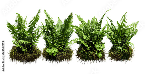 Ostrich fern Matteuccia struthiopteris set, frontal view, cutout, green foliage, botanical vector illustration, forest plant, shade garden, nature clipart, perennial landscaping element.