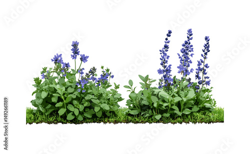 Ajuga reptans and Mazus reptans mix, vivid ground cover foliage png, herbaceous perennial garden, purple blue blossoms, low maintenance lawn alternative, vector illustration, greenery texture.