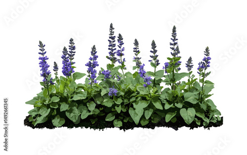 Mazus reptans with Ajuga reptans set, botanical groundcover, garden carpet plants, isolated cutout, realistic foliage, vector illustration, landscaping design, shade tolerant perennials