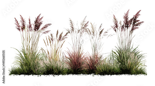 Isolated ornamental grass duo, Miscanthus purpurascens plus Phormium cookianum tricol, frontal perspective png, vector illustration, vibrant landscape foliage, outdoor planting concept