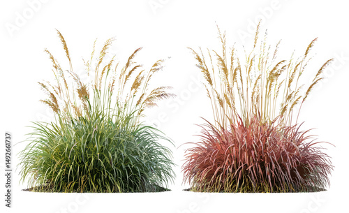 Ornamental grasses Miscanthus sinensis gracillimus and Pennisetum setaceum rubrum cutout, isolated, botanical garden plants, drought tolerant landscaping, vector illustration.