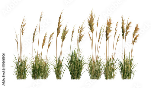 Isolated Miscanthus sinensis Gracillimus Maiden Grass, decorative garden plant, tall ornamental grass, landscape greenery, botanical illustration, vector illustration, lush foliage.