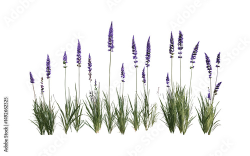 Molinia caerulea purple moor-grass isolated tree vector illustration, wild grass plant, meadow vegetation, botanical design, garden nature element, natural landscape.
