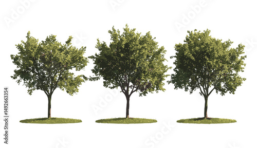 Ostrya virginiana vector illustration, American hophornbeam tree, eastern hophornbeam street tree isolated cutout, urban landscaping, hardwood tree species, nature design.