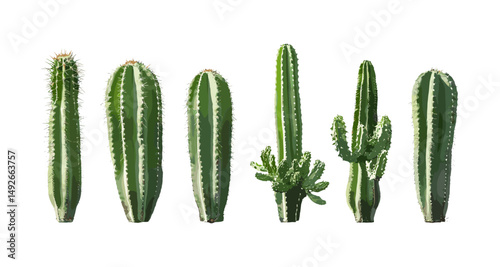 Set of Pachycereus schottii totem pole cactus in sunny daylight frontal isolated cutout, desert plant, xerophyte, succulent vegetation, botanical illustration, vector illustration.