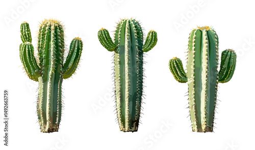Totem pole cactus Pachycereus schottii set in bright daylight isolated transparent background, arid landscape, drought tolerant plant, desert flora, succulent species, vector illustration.