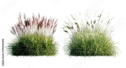 Set of Pennisetum setaceum rubrum and Panicum virgatum grass isolated frontal cutout, tree silhouette, ornamental garden plants, vector illustration, landscaping design, foliage.