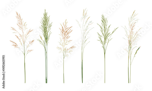 Panicum virgatum switchgrass and Stipa capillata plant isolated cutout, vector illustration, prairie vegetation, grassland species, ecosystem plants, herbaceous flora, wild plant design.