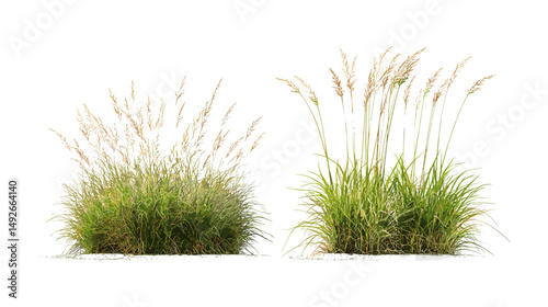 Stipa capillata and Panicum virgatum grass isolated cutout, vector illustration, prairie ecosystem flora, natural herbaceous plants, meadow vegetation, wild grass species, botanical nature design.