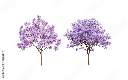 Paulownia fortunei and Jacaranda mimosifolia isolated tree cutout, vector illustration, exotic foliage, urban landscaping, decorative tree, nature elements, outdoor greenery design.