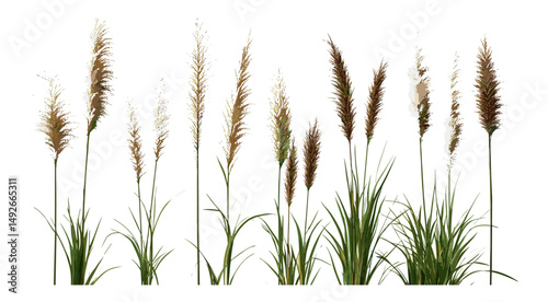 Pennisetum alopecuroides set, Chinese pennisetum, dwarf fountain grass, foxtail fountain grass, Chinese fountaingrass, ornamental grasses, garden plants, vector illustration.