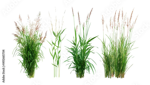 Cutout set of Pennisetum orientale and Panicum virgatum grass, native prairie plants, vector illustration, ornamental greenery, eco landscaping element, decorative foliage clip art.