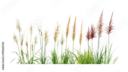 Pennisetum orientale, Panicum virgatum grass set, isolated png, ornamental grass bundle, landscape foliage, vector illustration, garden plant clipart, botanical design.