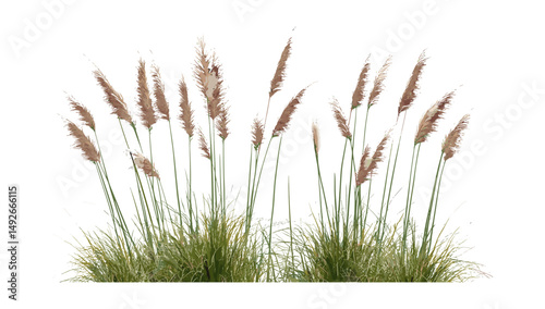 Oriental fountain grass, Pennisetum orientale set, ornamental foliage, botanical clipart, garden landscape element, isolated png, vector illustration, eco gardening décor concept.