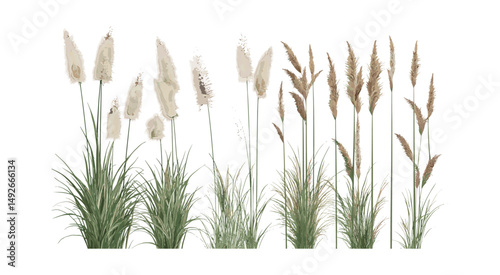 Pennisetum orientale cluster, oriental fountain grass, ornamental garden plant, landscape foliage element, botanical clipart, isolated cutout, vector illustration, natural greenery design resource.