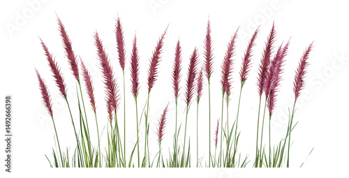 Purple Fountain Grass, Pennisetum setaceum rubrum, isolated png, ornamental landscaping plant, decorative grass clump, vector illustration, tropical foliage for garden design