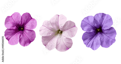 Set of Petunia hybrida blossoms frontal isolated transparent background, colorful garden petunia cluster, summer bedding plants, floral vector illustration.