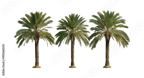 Date palm tree Phoenix dactylifera isolated vector illustration, tropical desert plant, palm leaves, arid zone flora, botanical clipart, nature tree silhouette.