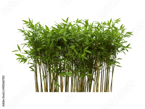 Bamboo grove elements, Phyllostachys reticulata and Phyllostachys aureosulcata spectabilis, cutout vector illustration, oriental landscape plant, lush green leaves, eco decor graphic.
