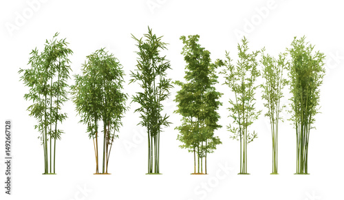 Madake giant timber bamboo Phyllostachys bambusoides tree cutout vector illustration, botanical clip art, eco friendly construction material, Asian rainforest decorative plant imagery.