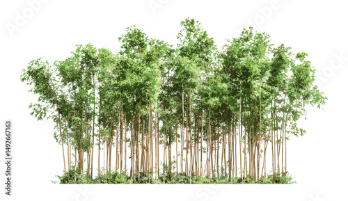 Phyllostachys bambusoides madake giant timber bamboo Japanese timber bamboo isolated tree vector illustration png, exotic garden specimen, sustainable landscaping icon, East Asian flora.