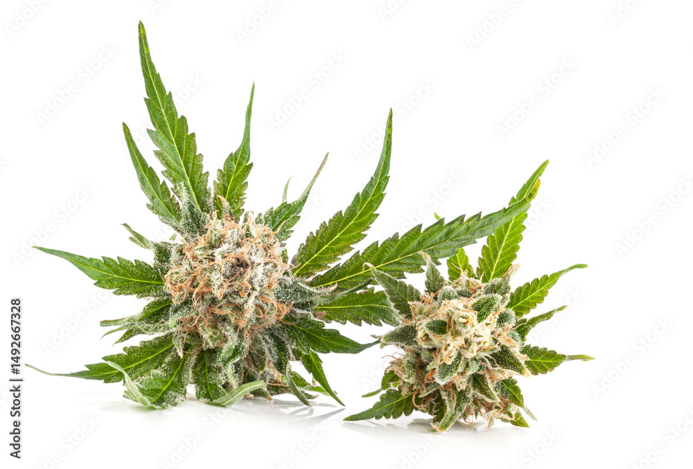 Marijuana flower with trichomes and orange hairs and leaves. The plant cannabis is completely in focus after stacking the images. Marijuana flower with trichomes and orange hairs and leaves. The plant cannabis is completely in focus after stacking the images.