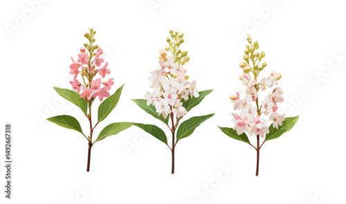 Japanese pieris tree isolated, Pieris japonica shrub cutout, vector illustration, flowering shrub, ornamental garden plant, natural greenery, landscaping elements, spring flora.