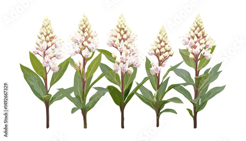 Pieris japonica tree cutout, Japanese andromeda plant isolated, vector illustration, garden shrub, ornamental foliage, evergreen shrub, botanical nature art, landscape design.