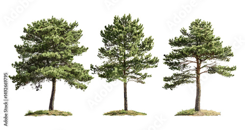 Pinus radiata Monterey pine cutout, vector illustration, natural tree, conifer forest, landscape vegetation, evergreen species, native flora, outdoor environment, timber wood.