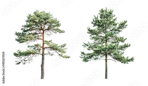 Isolated Pinus strobus and Pinus sylvestris tree cutout, vector illustration, evergreen conifer, natural environment, forestry theme, wild nature, scenic vegetation, ecology design.