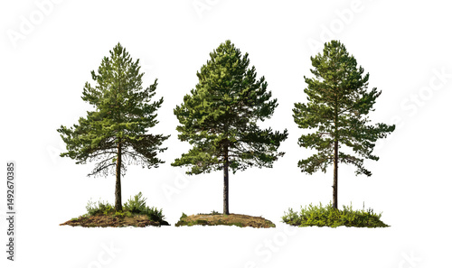 Set of Pinus strobus and Pinus sylvestris tree isolated cutout, vector illustration, forest conifer, evergreen pine, nature background, botanical design, wilderness decor.