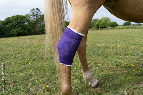 Fresh purple dressing on the hind leg of a palomino colored pony standing on green grass pasture.