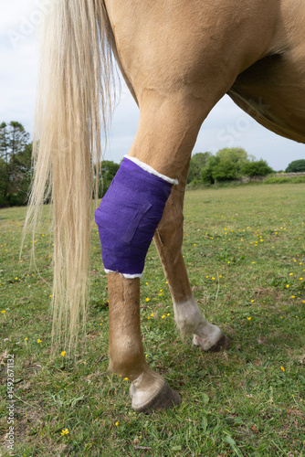 Fresh purple dressing on the hind leg of a palomino colored pony standing on green grass pasture.